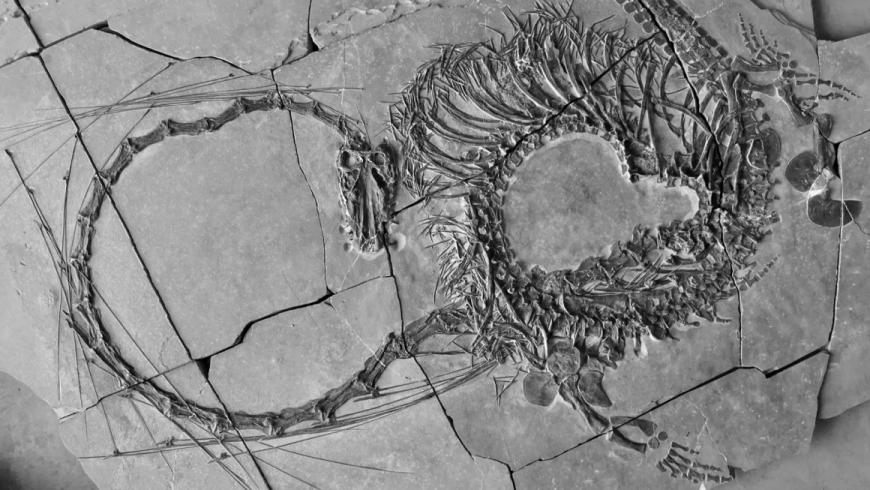 Scientists unveil 240-million-year-old ‘dragon’ fossil