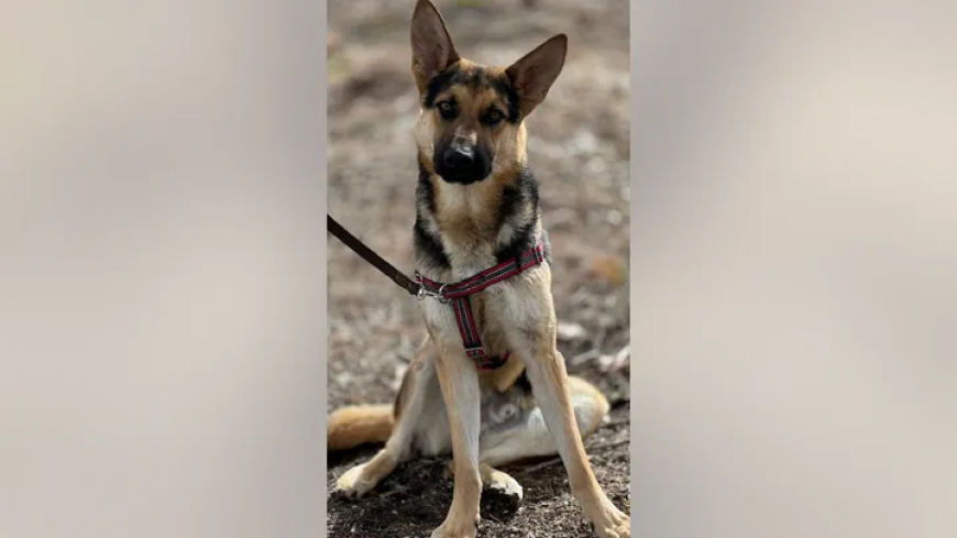 German shepherd looking for quiet home with big yard after Texas rescue: Meet Dale