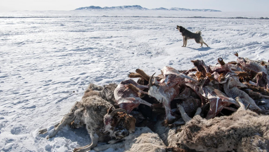 Nearly 5 million animals dead in Mongolia’s harshest winter in half a century