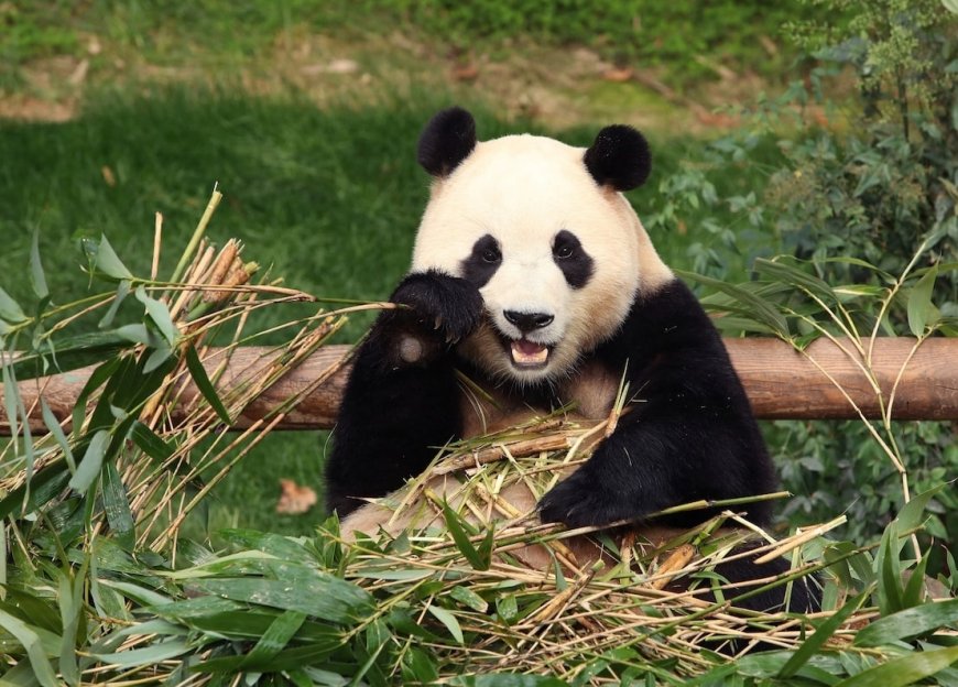 South Koreans bid tearful farewell to beloved panda Fu Bao
